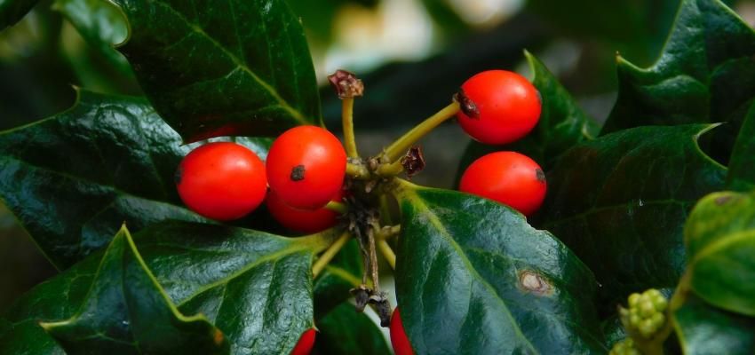 Quale pianta regalare a Natale? Quale pianta regalare a Natale?