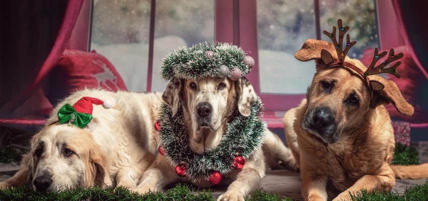 Il migliore regalo per amici a Natale