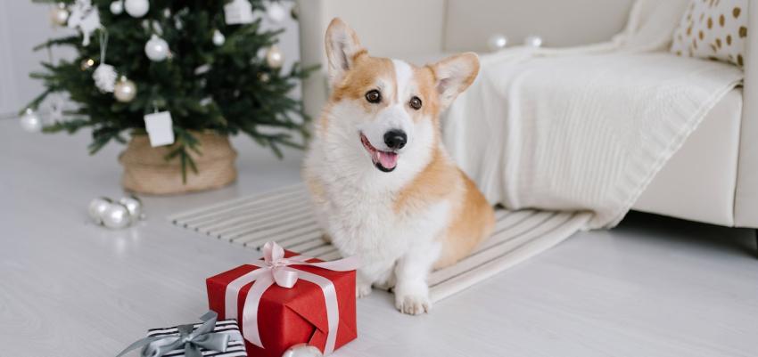 Regali di Natale per il cane